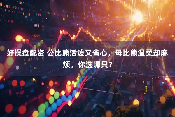 好操盘配资 公比熊活泼又省心，母比熊温柔却麻烦，你选哪只？